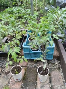 mature tomato plants (6) (mostly red,yellow,black cherry) or sold separately