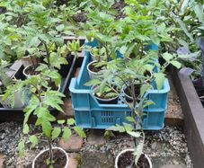 mature tomato plants (6) (mostly red,yellow,black cherry) or sold separately