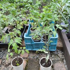 mature tomato plants (6) (mostly red,yellow,black cherry) or sold separately