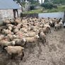120 store lambs (32-37kg) Image 6