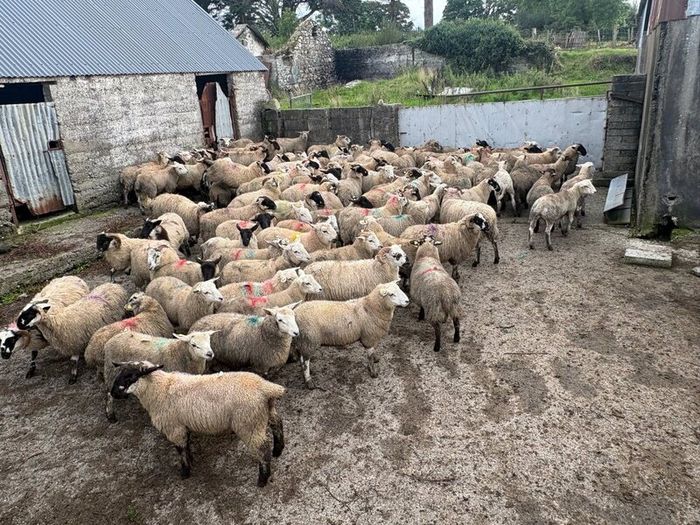 120 store lambs (32-37kg)