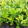 Laurel Hedging Image 5
