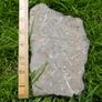 FOSSIL PLATE -  incl. Crinoids Coral Belemnites Bivalves Image 10