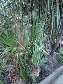 Chamaerops Excelsa - Trachycarpus fortunei wagnerianus
