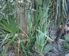 Chamaerops Excelsa - Trachycarpus fortunei wagnerianus