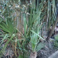 Chamaerops Excelsa - Trachycarpus fortunei wagnerianus