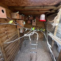 bird aviary