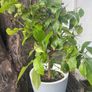 lemon tree Image 2