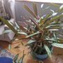 Large, mature Ctenanthe 'Amagris' (Fishbone Prayer Plant) Image 3