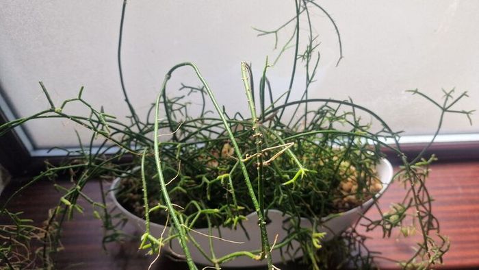 Rhipsalis heteroclada  flowers