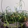 Rhipsalis heteroclada  flowers Image 3