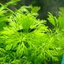 Fish aquarium ADA Image 7
