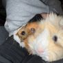guinea pig Image 2