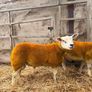 Enniskillen Texel sale the 11th September Image 3