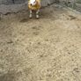 Texel  ram lamb Image 5