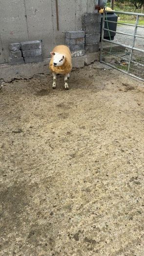 Texel  ram lamb
