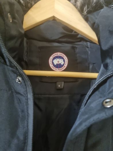 canada goose