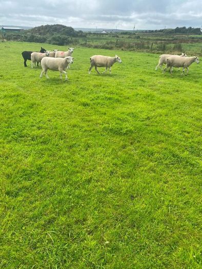 Texel Cross Hoggets