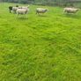 Texel Cross Hoggets Image 4
