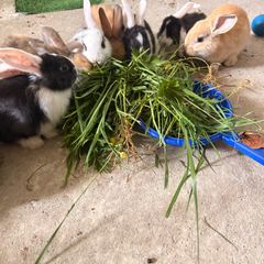 rabbits for sale