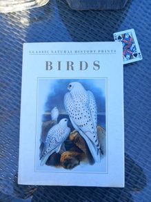 Large hardback book on bird illustrations, D18 post 7e