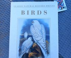 Large hardback book on bird illustrations, D18 post 7e