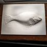 Flatfish Plaster Wall Sculpture by Bold Howell Image 2