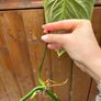 Rare houseplant Philodendron Splendid cutting Image 2
