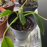 plants Image 3