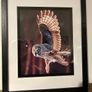 owl pictures Image 2
