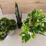 Artificial plants x3 Image 2