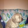 affordable dog grooming Image 3