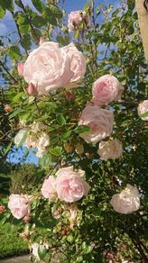 Scented Pink Rose
