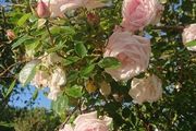 Scented Pink Rose