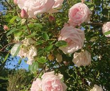 Scented Pink Rose