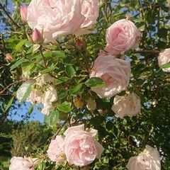 Scented Pink Rose