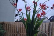 Plant  red