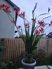 Plant  red