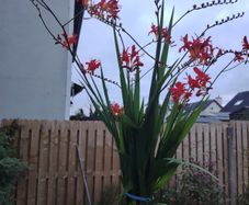 Plant  red