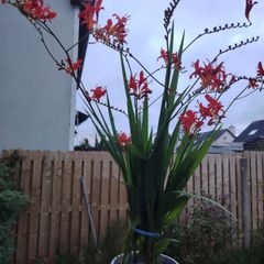 Plant  red