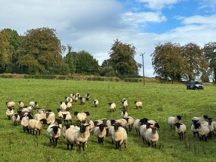 Good Quality Organic Hogget Sheep