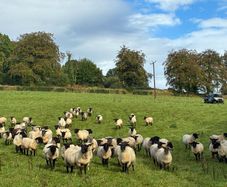 Good Quality Organic Hogget Sheep