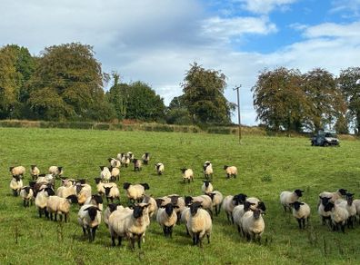 Good Quality Organic Hogget Sheep