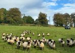Good Quality Organic Hogget Sheep