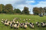 Good Quality Organic Hogget Sheep