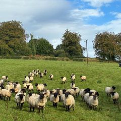Good Quality Organic Hogget Sheep