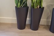 Sansevieria Laurentii planters