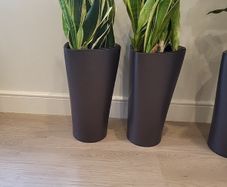 Sansevieria Laurentii planters