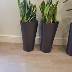 Sansevieria Laurentii planters