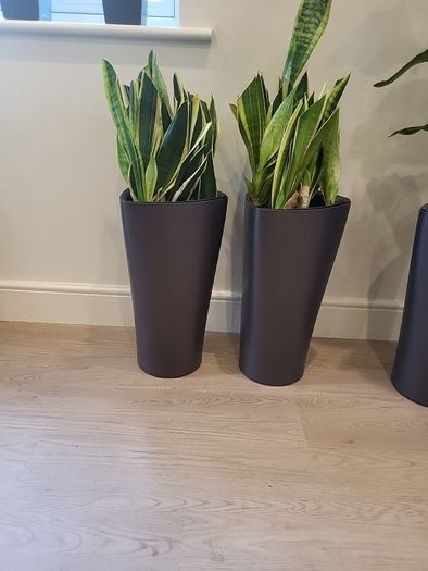 Sansevieria Laurentii planters